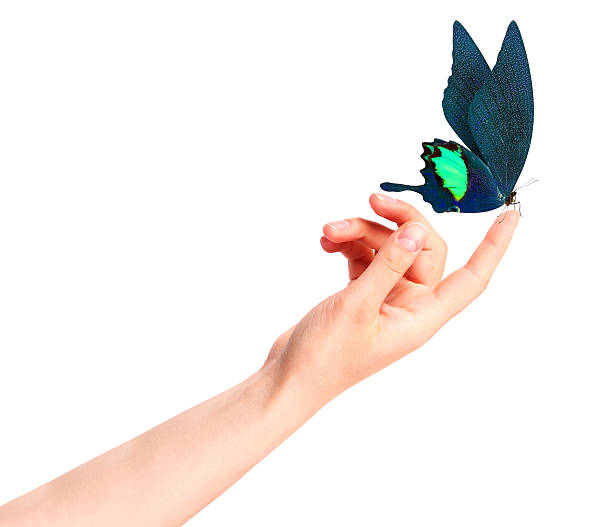 istock butterfly on woman's hand. In motion 486666495