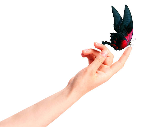 istock butterfly on woman's hand. In motion 486666501