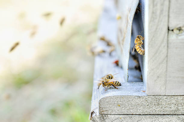 istock Honeybee on guard duty at the hive 486666511