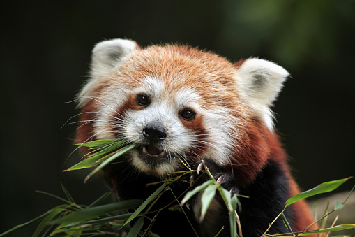 panda rojo (Ailurus fulgens). photo