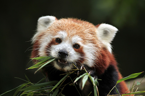 Red panda (Ailurus fulgens). Wild life animal.