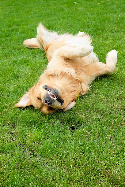 istock Golden retriever rolling on green grass. 486667830