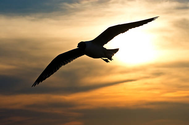 istock Silhouette of seagulls flying 486667885