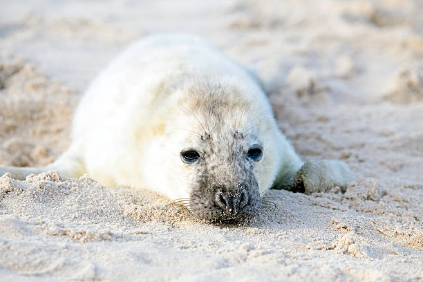 istock Baby Grey Seal (Halichoerus grypus) relaxing on the beach 486668071