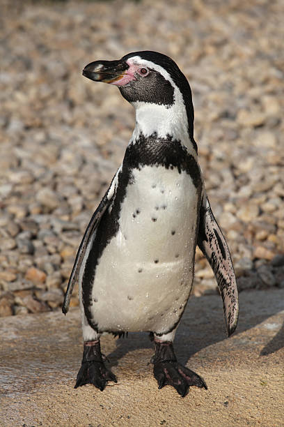 istock Humboldt penguin, Spheniscus humboldti 486668088