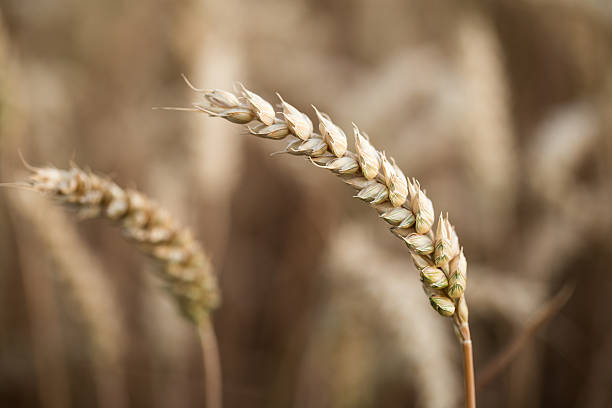 istock Golden ears of wheat on the field 486668672
