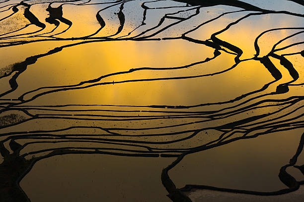 Terraced campo de arroz (Yuanyang Hani - fotografia de stock