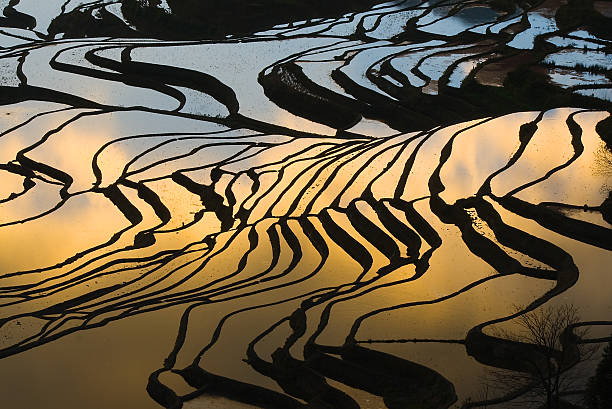 Terraced campo de arroz (Yuanyang Hani - fotografia de stock