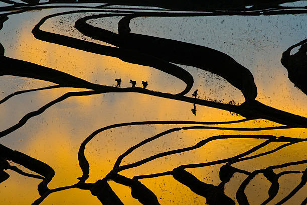 Terraced campo de arroz (Yuanyang Hani - fotografia de stock