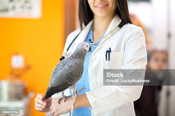 Vet Doctor With Patient In The Clinic Stock Photo - Download Image Now - 2015, Adult, Animal