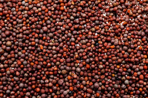 macro shot of canola seeds