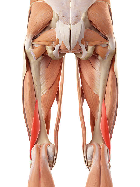 istock the short biceps femoris 486671306