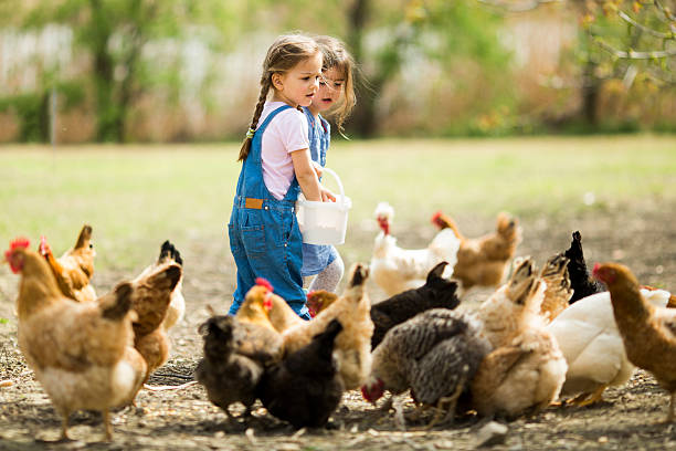 istock Little girl feeding chickens 486671361