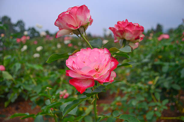 istock Flower - Red White Pink Roses 486671374