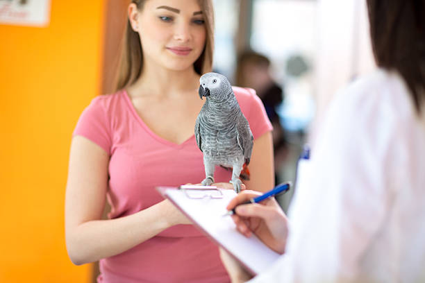 istock African grey parrot on hand in vet clinic 486671494