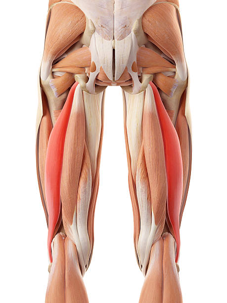 istock medical illustration 486671860