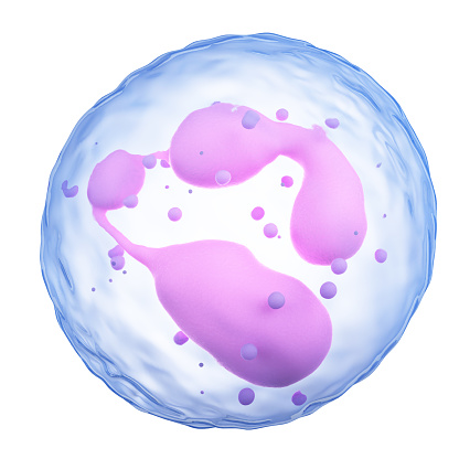 medically accurate illustration of a neutrophil