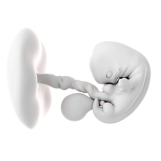 fetus week 7 medically accurate illustration of a fetus week 7 7 week fetus stock pictures, royalty-free photos & images