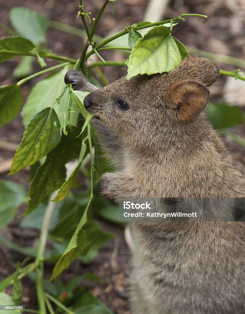 Quokka Eating Leaves Stock Photo - Download Image Now - Quokka, Animal,  Herbivorous