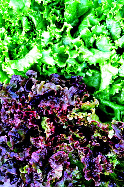 istock fresh green and red lettuce salad 486672551