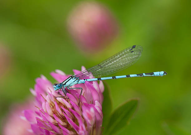istock Azure damselfly sitting on clover flower 486672665