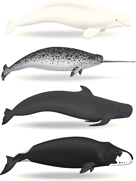 Whales Illustrations of a Beluga, Narwhal, Pilot, and Bowhead Whales. narwhal stock illustrations