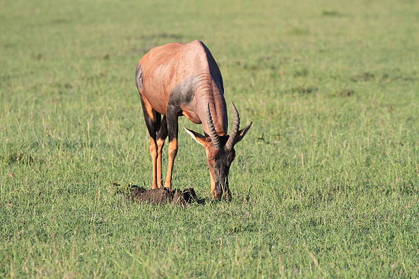 retrato de uma pastagem topi, masai mara, quénia - masai mara national reserve masai mara topi antelope imagens e fotografias de stock