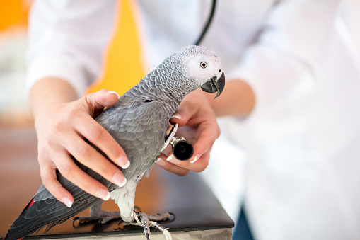 Examen de enfermos parrot con estetoscopio en vet clínica photo