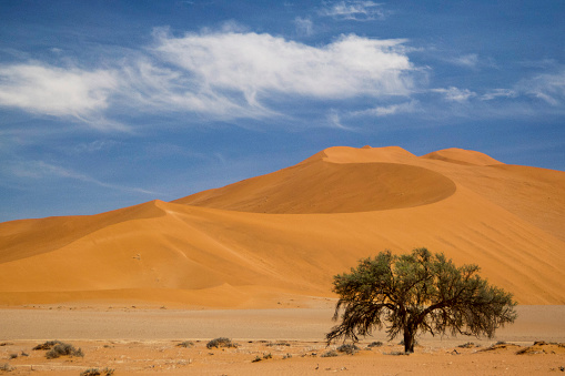 The desert of Namibia, Africa. Tree in the foreground; dunes in the background