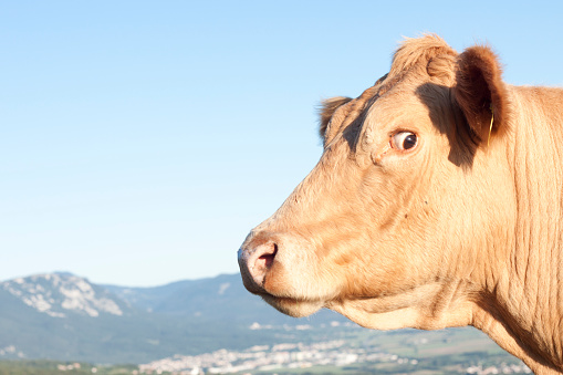 A cow turning the eye towards the camera, in the hills above the valley with a city in the background.