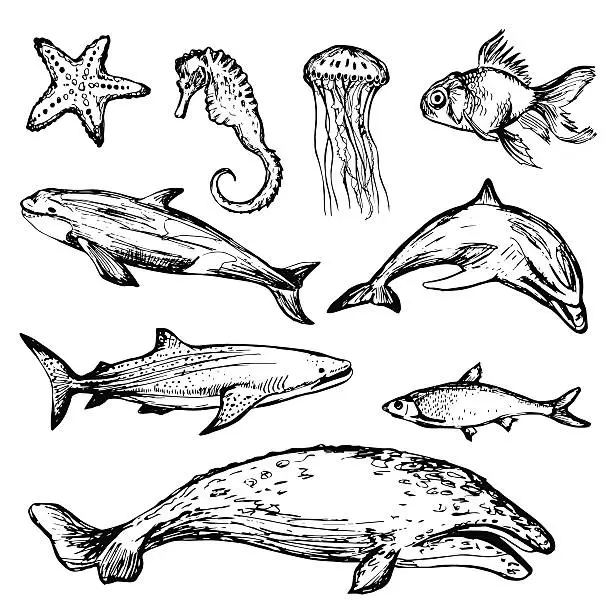 Vector illustration of Hand drawn different types of sea animals