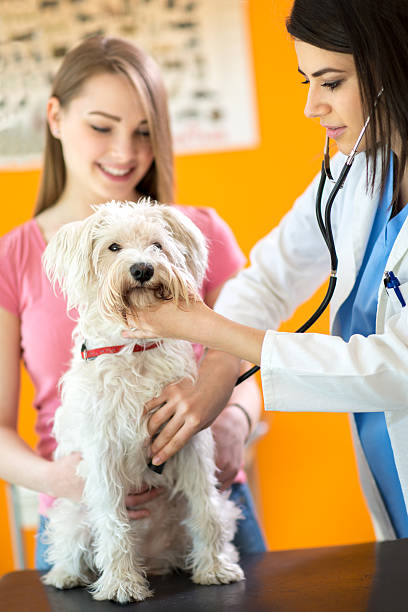 istock Examination with stethoscope of white dog in vet infirmary 486677430