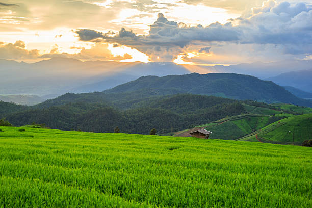 istock Green Terraced Rice Field in Pa Pong Pieng 486677894