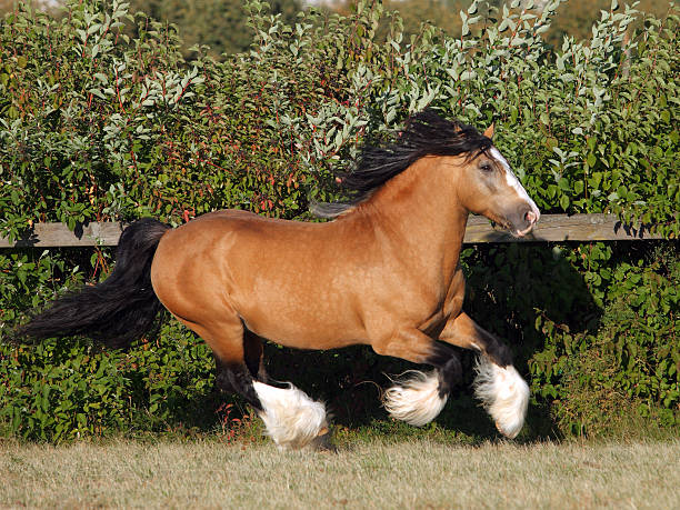 gypsy vanner horse stallion - draft horse fotografías e imágenes de stock