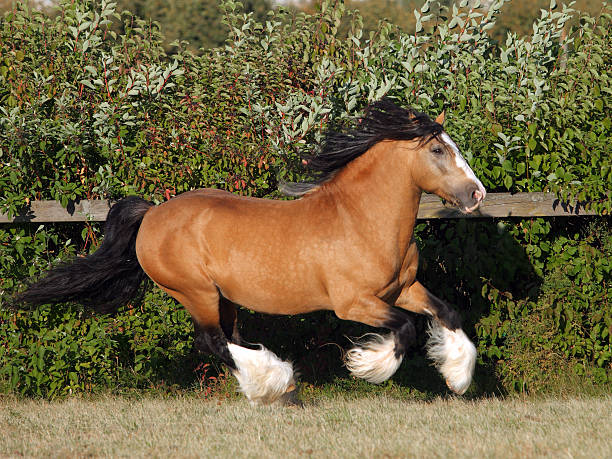 Ngựa Gypsy Vanner Ngựa Hình ảnh Sẵn có - Tải xuống Hình ảnh Ngay bây giờ - Ngựa gypsy, Bãi quây vật nuôi, Bờm động vật - iStock