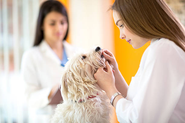 istock Veterinarian checking teeth of Maltese dog 486679418