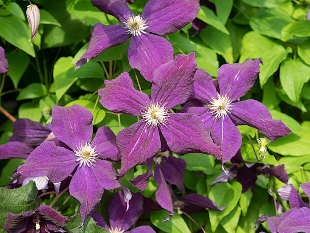istock Some flowers. Clematis viticella. 486681020