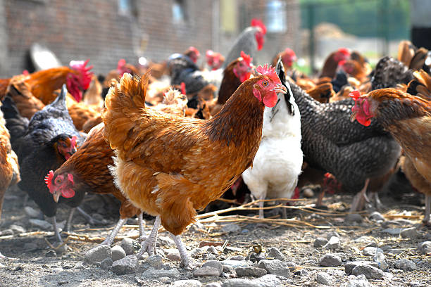 istock Chickens on traditional free range poultry farm 486681674