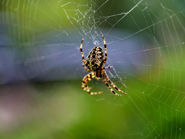 istock cross spider in its web waiting for the victim. 486682128