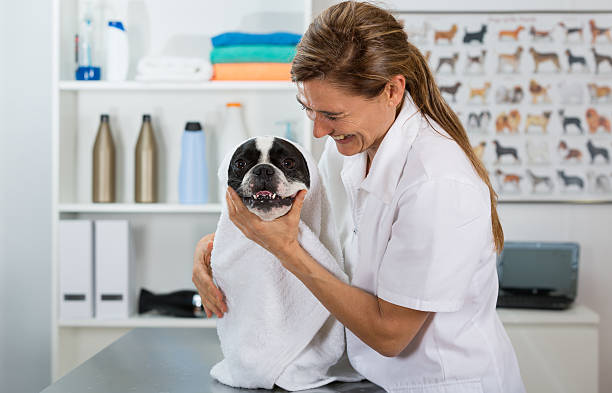 istock French Bulldog in hairdressing 486682502