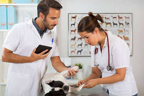 istock Veterinary clinic with a French bulldog 486682662