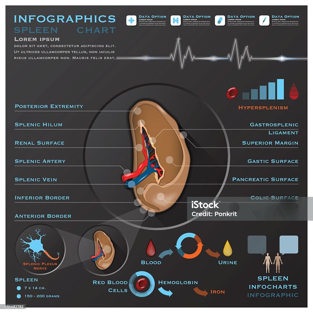 Spleen Anatomy System Medical Infographic Infochart Stock Illustration ... Biology Diagrams