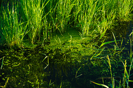 marsh grass