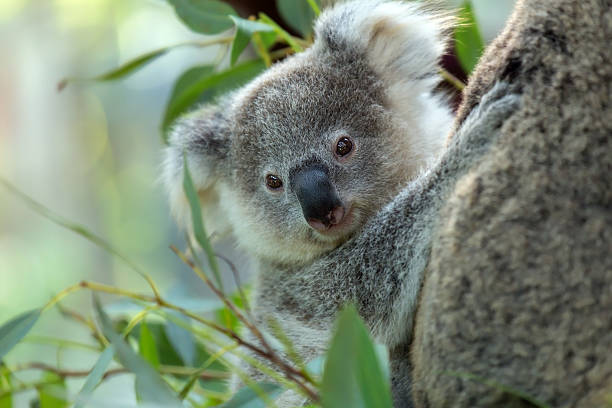 coala bebê - koala bear animals in the wild perching - fotografias e filmes do acervo