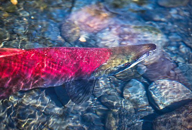 spawning red salmon - pembe somon stok fotoğraflar ve resimler