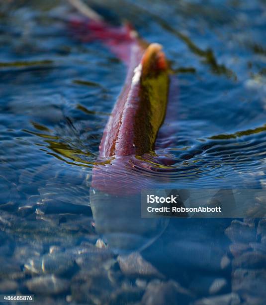 Spawning Red Salmon Stock Photo - Download Image Now - 2015, Alaska - US State, Animal Wildlife