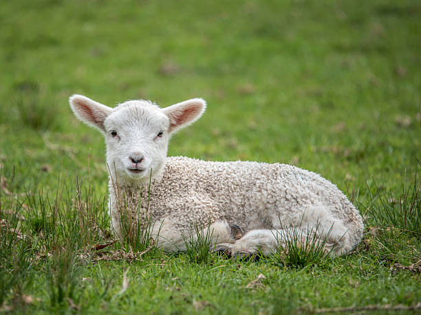 istock Cute little lamb portrait 486686768
