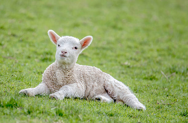 istock Cute little lamb portrait 486686962