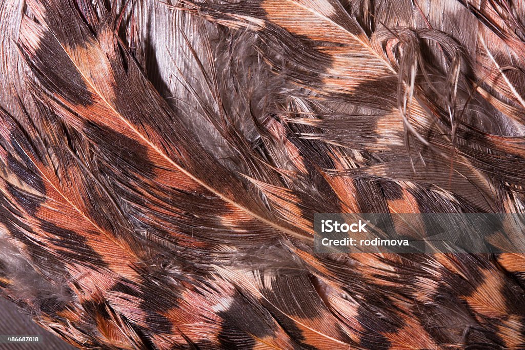 feathers feathers of black grouse as background Black Grouse Stock Photo