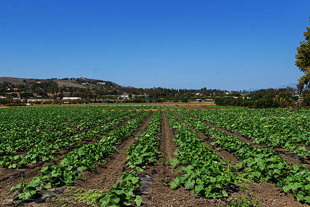 летний сквош рядов на ферме - plowed field field fruit vegetable стоковые фото и изображения